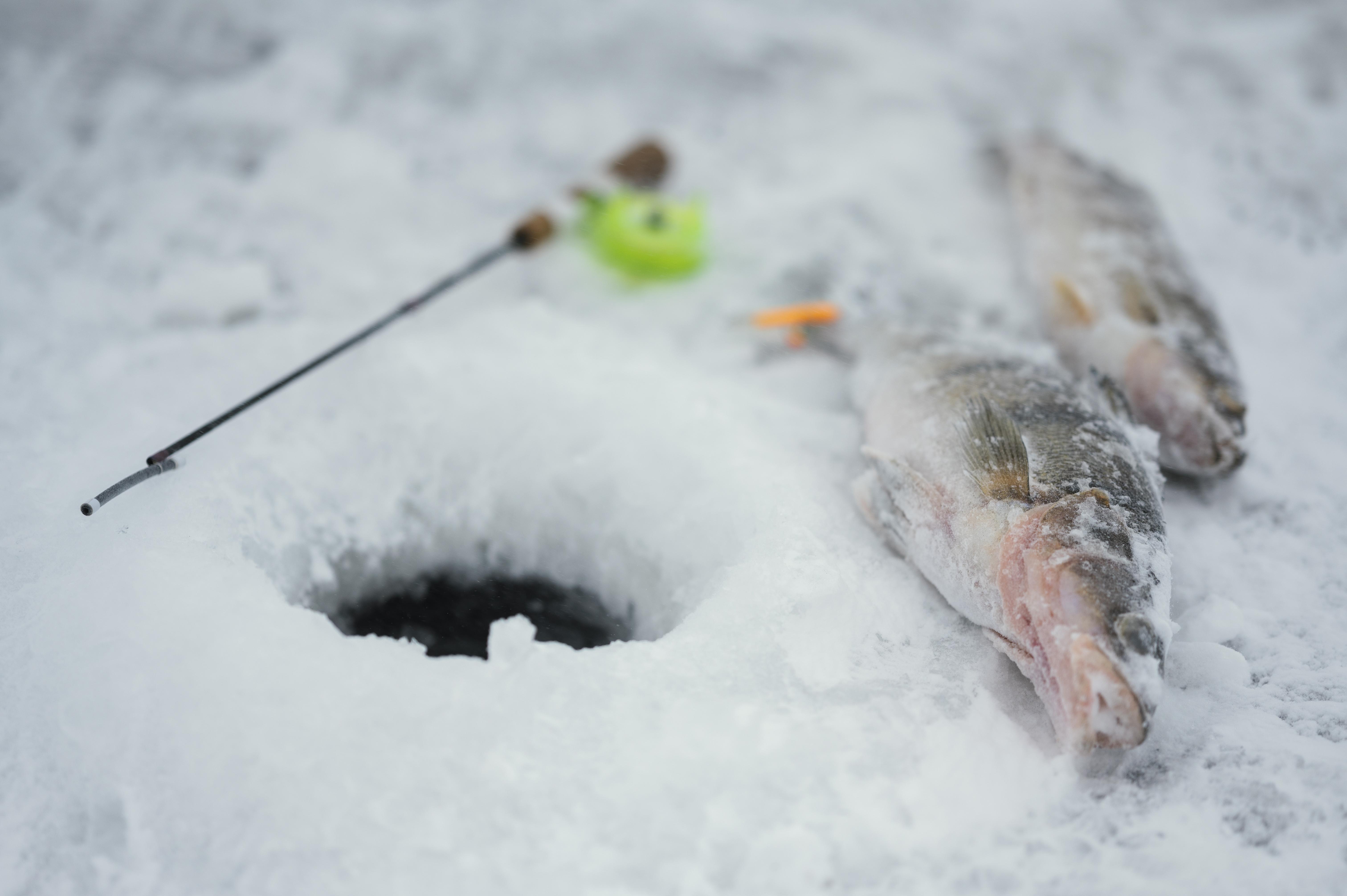 arrangement-fishing-elements-outdoors.jpg