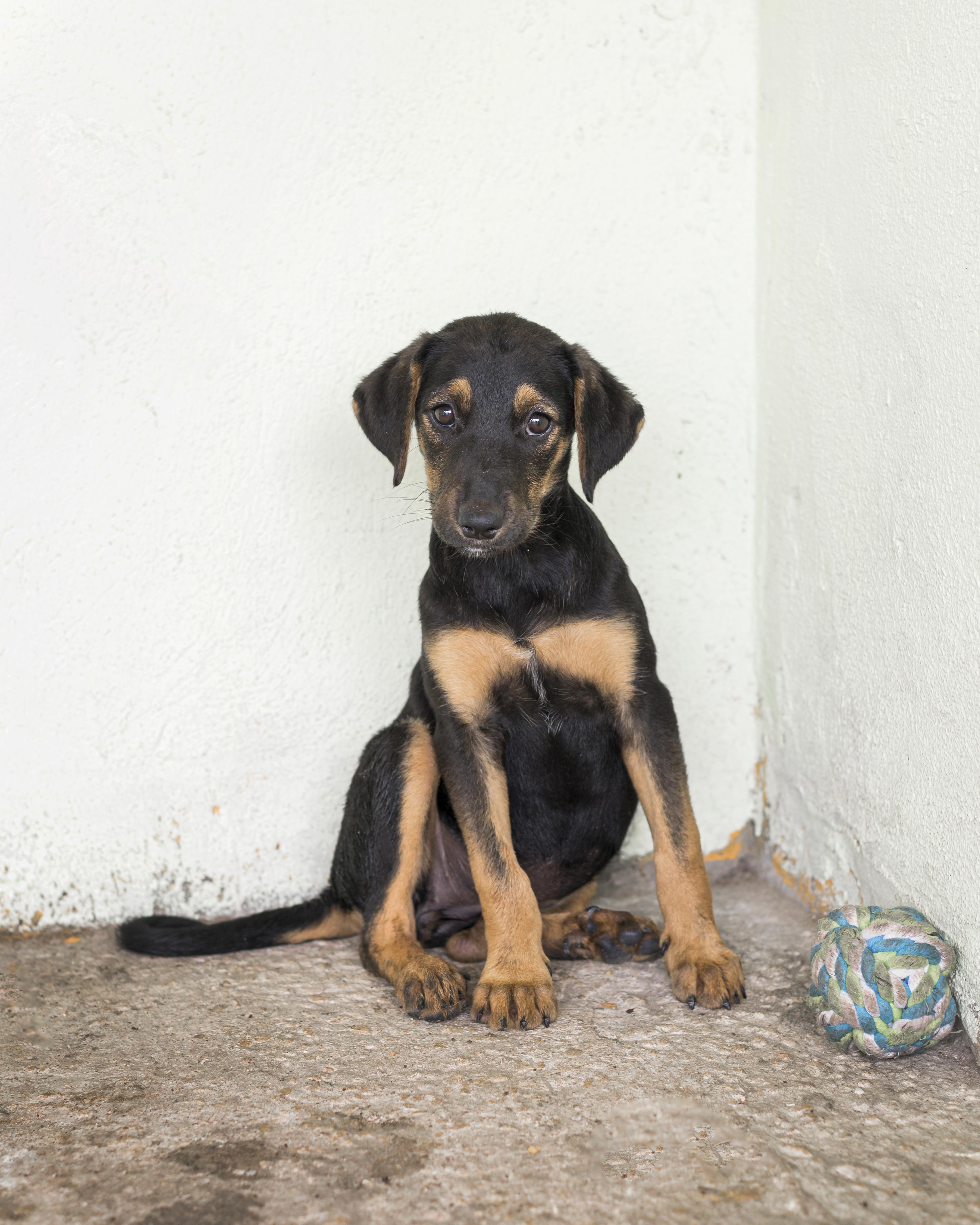 cute-rescue-dog-shelter-waiting-fostered.jpg