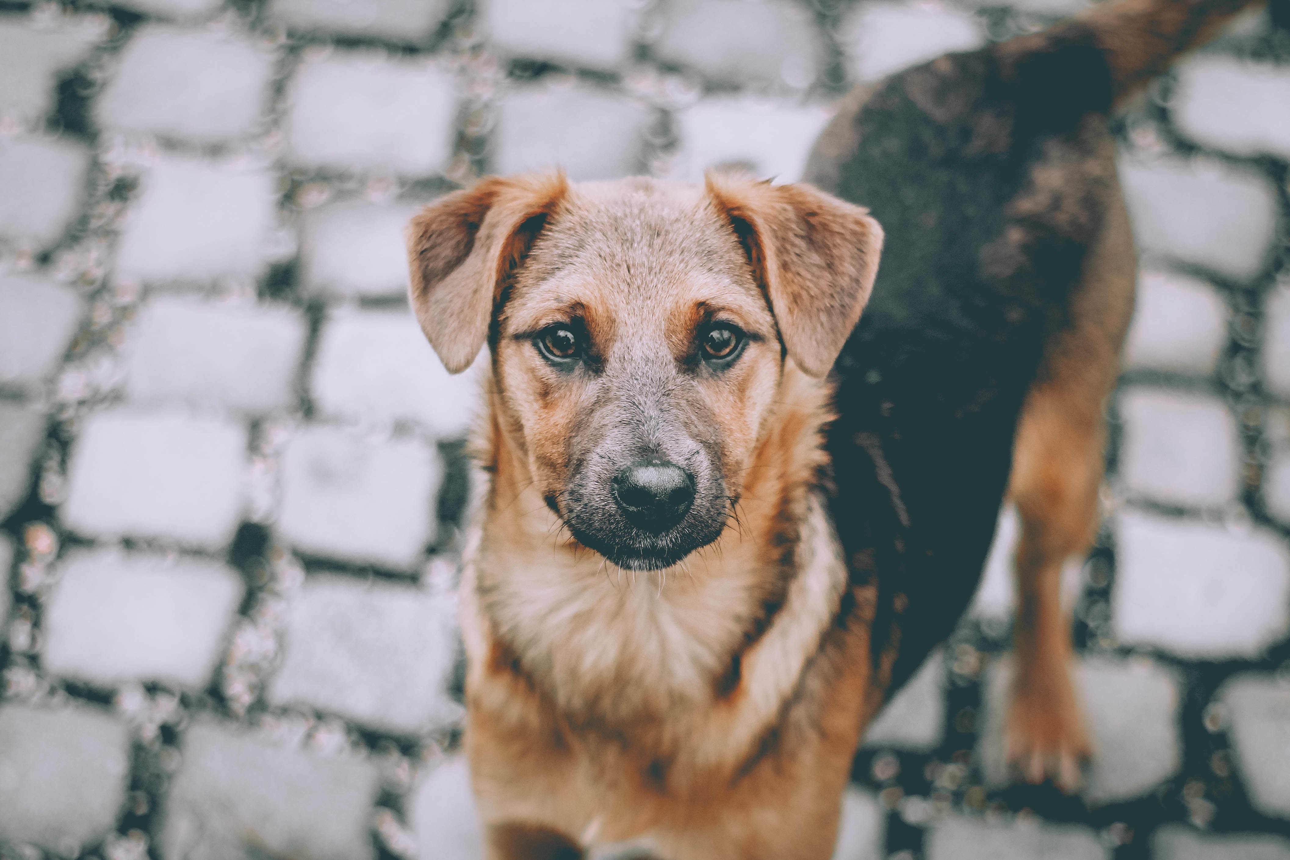 homeless-cute-brown-dog.jpg