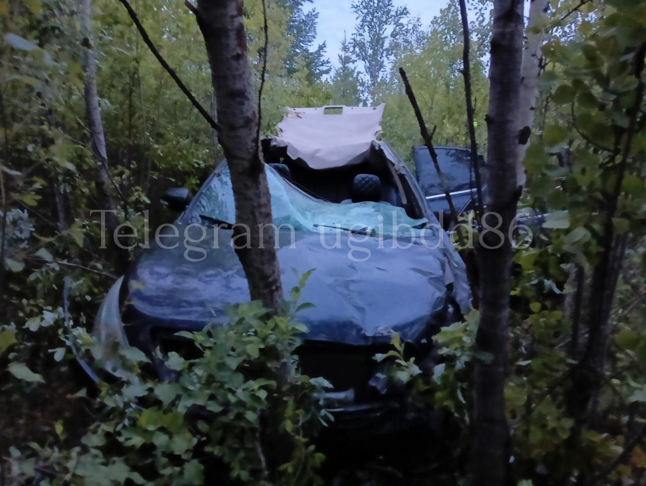 В Югре водитель насмерть сбил лося на трассе | 20.06.2023 | Нижневартовск -  БезФормата