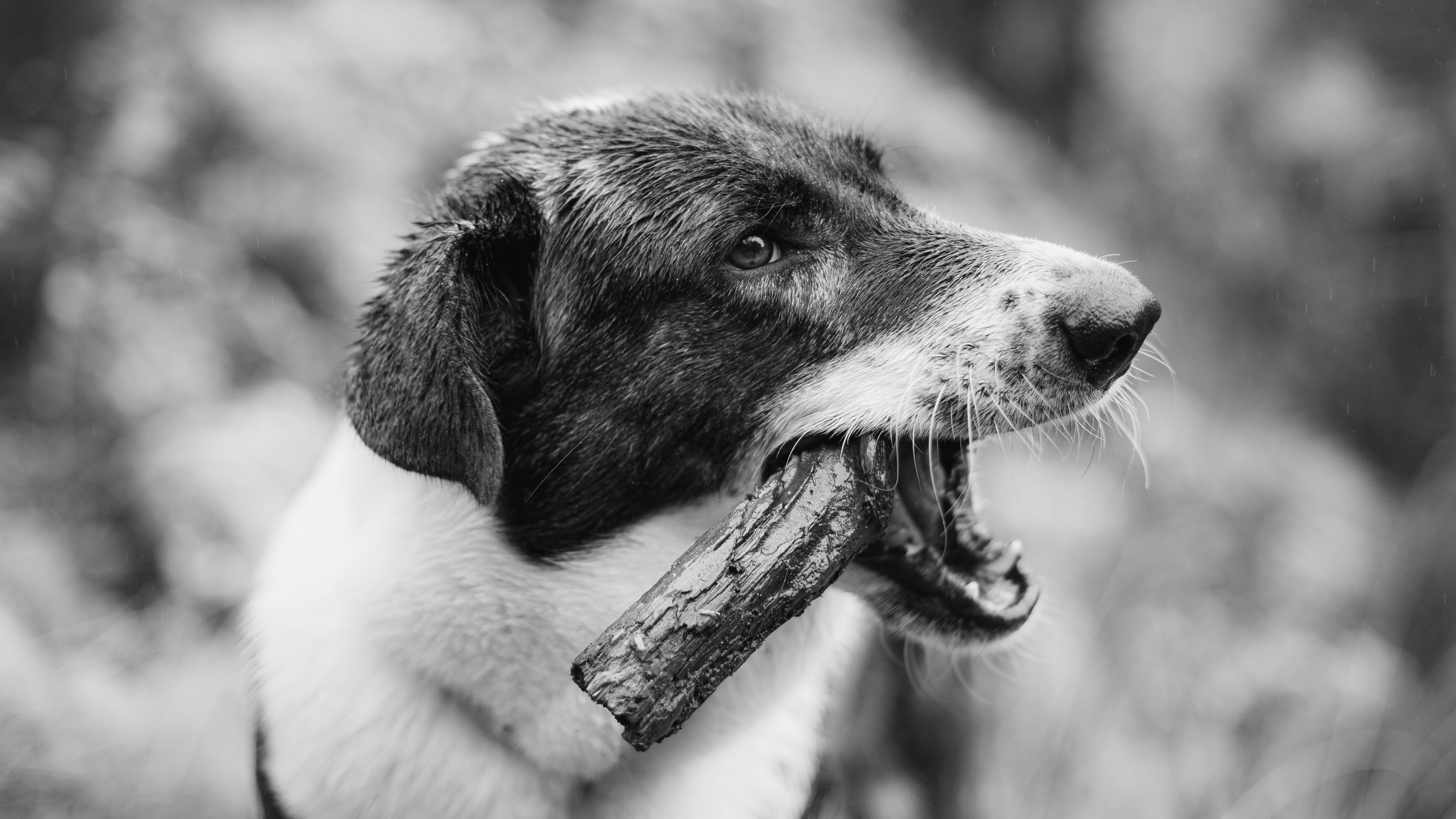 stray-dog-biting-piece-wood-grayscale.jpg